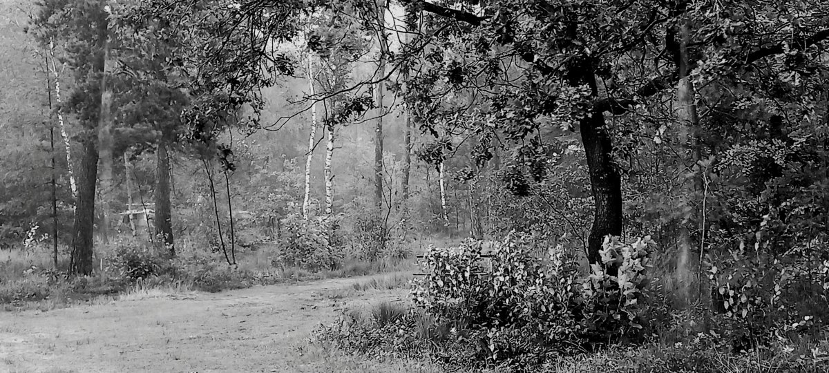 Monochrome afbeelding van een pad door het bos. Het is niet goed te zien of dit een tekening betreft maar zeker is, dat het niet door generatieve AI is gemaakt.